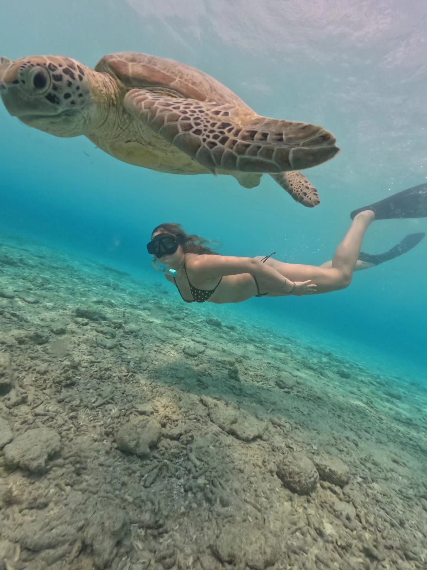 A sea turtle and a snorkeller under the surface